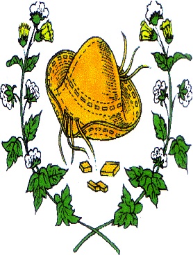 Currais Novos/RN Image
